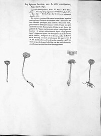 Laccaria laccata image